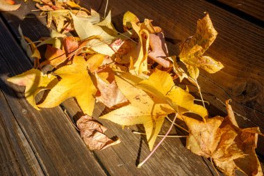 Sonbaharda devrilen ağaçların altın yaprakları bir park bankında, sonbahar konsepti için arka plan