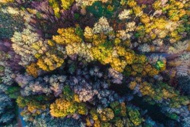 Sonbaharda yaprak döken ağaçlar ormanı, insansız hava aracı ile zenital fotoğraf, sonbahar arka plan konsepti.