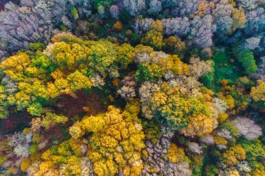 Sonbaharda yaprak döken ağaçlar ormanı, insansız hava aracı ile üstten çekim, sonbahar arka plan konsepti.