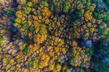 Sonbaharda yaprak döken ağaçlar ormanı, insansız hava aracı ile üstten görüntü, sonbahar arka plan konsepti.