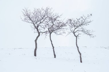 Kışın karlı bir arazide üç küçük yalnız meşe ağacı, arka plan yalnızlığı kavramı.