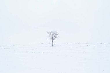 Kış mevsiminde karlı bir arazide küçük, izole bir meşe ağacı. Arka planda yalnızlık kavramı.