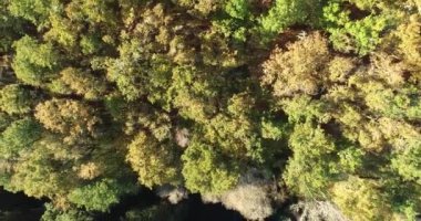 Sonbaharda yaprak döken bir ormanın üzerinde uçan bir dronla yapılan video, sonbahar mevsimi konsepti için arka plan.