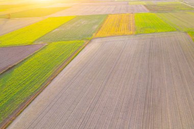 agricultural fields in autumn by drone at sunset, aerial photo. clipart