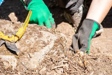 Taş bir duvarı ve budama makasını temizleyen bir arkeologun elleri.