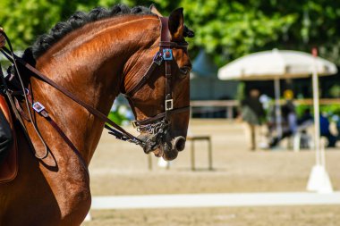 Kahverengi bir Lusitano safkan atının başı bir binicilik yarışmasında, binicilik sporu konsepti