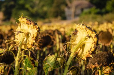 Kurak ayçiçekleri olan günbatımı ayçiçeği tarlası