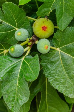 Dört incir ağacı meyvesi, Ficus carica, yazın yemyeşil yapraklı ağaç dalında.