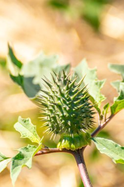 Yapraklı Stramonyum bitkisi, olgunlaşmamış meyveler, tohumlar. Datura stramonyumu.