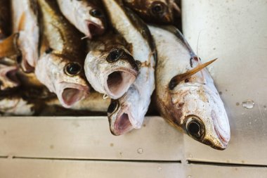 freshly caught pout for sale at the fish market or fish market in a harbour, traditional and organic fishing concept clipart