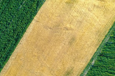 Patates ve buğday tarlalarının insansız hava aracı ile hava manzarası, tarım kavramı için arka plan