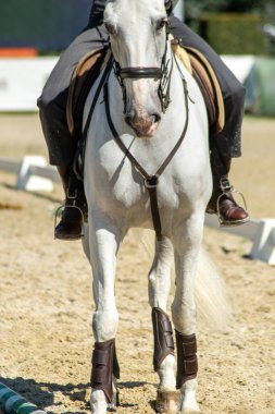 Lusitano safkan beyaz at bir binicilik yarışmasında