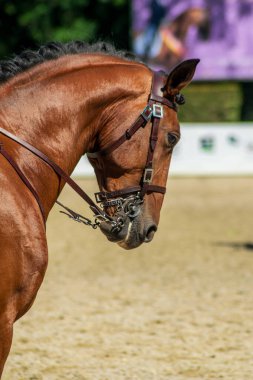 Lusitano safkan bir atın başı ve binicisi binicilik yarışında, binicilik konsepti