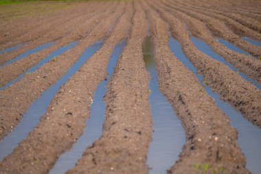 seçici odak, tarım tarlası sürüldü ve bahar yağmurlarından suyla kaplanmış olarak ekime hazırlandı