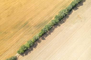 Yaz mevsiminde tahıl tarlaları, havadan zenital drone görüntüsü. Tarım kavramı geçmişi
