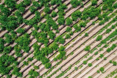 Zenital drone görünümlü yaz sebze ekimi tarlası, tarımsal konsept doku arka planı