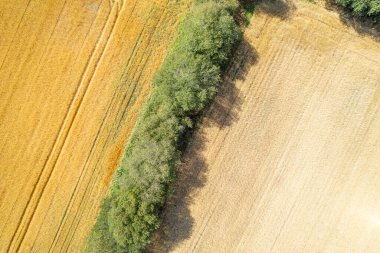Yaz mevsiminde buğday tarlaları ve ağaçlar, İHA 'nın havadan görünüşü