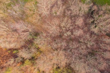 İHA 'dan hava manzarası, kışın meşe ormanı.