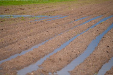 seçici odak, tarım tarlası sürüldü ve ekime hazırlandı, bahar yağmurlarından gelen suyla kaplandı