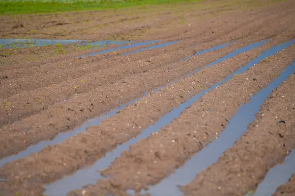 seçici odak, tarım tarlası sürüldü ve ekime hazırlandı, bahar yağmurlarından gelen suyla kaplandı