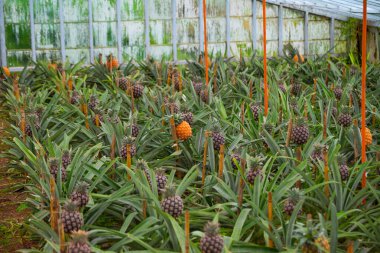 Azores 'deki ananas tarlasında bir serada ananas. Ponta Delgada, Sao Miguel Adası. Portekiz