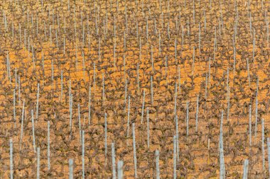 bir asma alanının tarımsal soyutlaması, desenleri ve dokuları, bitki örtüsü konsepti için arka plan ve doku