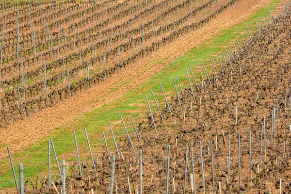Bağdaki çizgiler kışın uykuda olan sarmaşıkların soyut görüntüsü, arka plan ve bağcılık kavramının dokusu