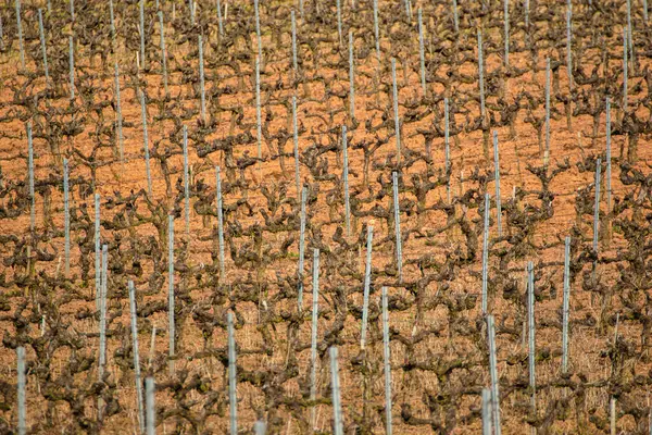 Zirai geometri, kışın manzaradaki asma desenleri, arka plan ve ziraat konsepti dokusu