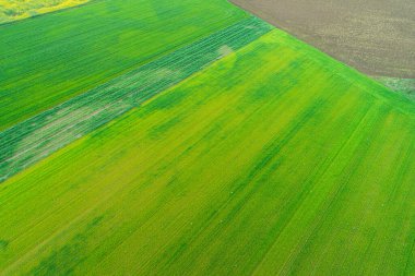 Soyut çiftlik manzarası, yukarıdan gelen yeşil desenler. Hava aracı görüntüsü. Tarım kavramı arkaplan dokusu