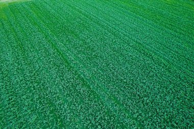 Patates tarlalarının tarımsal tarlaları insansız hava aracından görülür, tarım kavramı için dokulu bir arka plan..