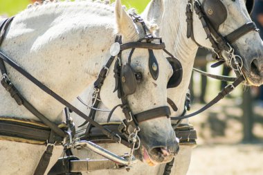 Koşumlu iki beyaz atın başlarının detaylı görüntüsü. Parlak koşumlu güçlü beyaz atlar..