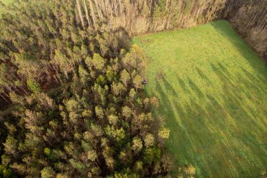 İspanya, Galiçya 'da ahşap hamuru üretimi için çayırların ve okaliptüs tarlalarının insansız hava görüntüsü
