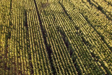 Bir tarlada yeşil sıralanmış desen. tarım ve tarım: mısır tarlasının üst görünümü.