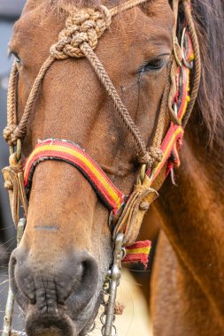 Kahverengi bir atın başını dizginle kapat. Sakin ve nazik kahverengi at portresi