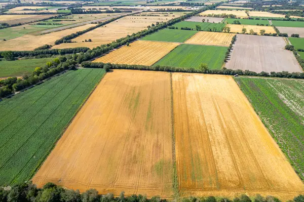 Patates ve tahıl tarlalarının insansız hava aracı görüntüleri, tarımsal konsept manzara