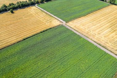 Patates ve tahıl tarlalarının insansız hava aracı görüntüleri. Tarım arka planı kavramı