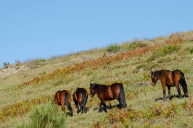 Bir grup at geniş doğal bir arazide, Portekiz garranoları, Peneda Geres Ulusal Parkı