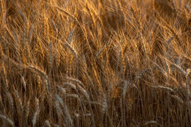 Altın saat buğdayı sıcak ışıkta buğdaya yakın tutun, tarımsal kavram arka planda desenli