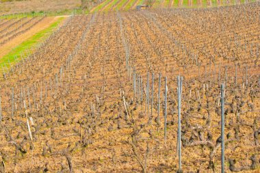 Kışın veya ilkbaharın başında bir üzüm bağının manzarası, üzüm bağları ve budanmış asmaların ayrıntıları