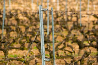 Kışın veya ilkbaharın başında, uykuda olan bir üzüm bağında üzüm bağları ve kablolar, üzüm bağları ve budanmış sarmaşıkların detayları