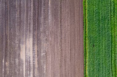 Farklı ekinlere ve aşamalara sahip ekili araziye tepeden aşağı bakış