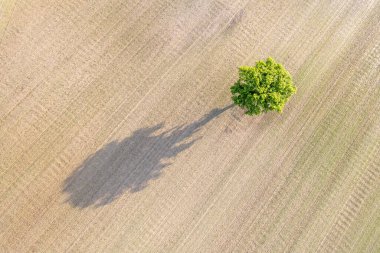 İlkbaharda ekili bir tarladaki yalnız bir ağacın insansız hava aracı görüntüsü, tarımsal arka plan kavramı.