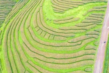 Yukarıdan aşağıya, bir çay çiftliğinin hava görüntüsü, arka plan dokusu desenleri. Sao Miguel, Azores
