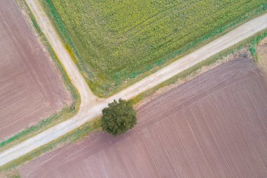 Geometrik desenli ve tek ağaçlı tarım arazisinin drone görüntüsü