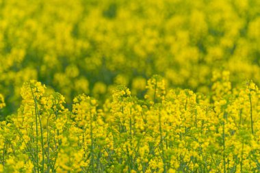 Çiçek açan sarı Brassica Napus ekininin tarım arazisi