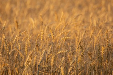 olgunlaşmış buğday kulakları sıcak akşam güneşinde parlıyor, tarımsal kavram arka planı