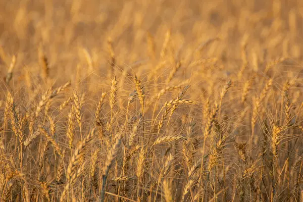 olgunlaşmış buğday kulakları sıcak akşam güneşinde parlıyor, tarımsal kavram arka planı