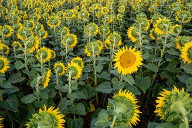 Petrol üretimi için güneş ışığında organik ayçiçeği yetiştirme, tarım kavramı arka plan drone hava görüntüsü