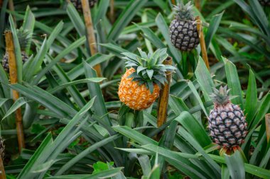 Azores Takımadası 'ndaki Sao Miguel adasındaki bir ananas tarlasında serada olgunlaşan anaslar.