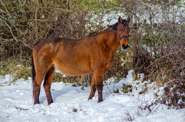 Karda otlayan dağ atı, Kuzey Portekiz 'in tipik Garrano' su. Peneda Geres Ulusal Parkı